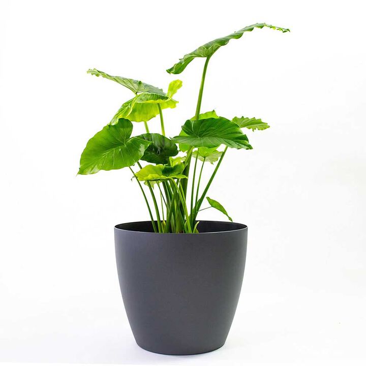 Greenline Manufacturing 15 Inch Memphis Round Planter Indoor Plastic Plant Pot, Black