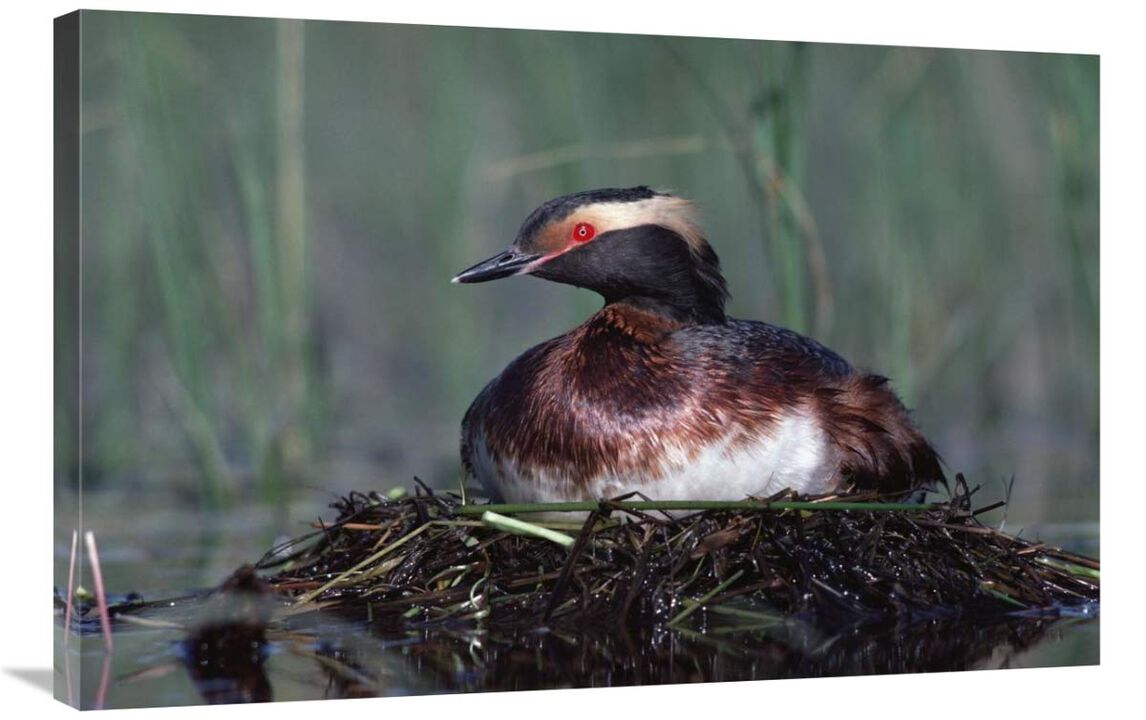 Horned Grebe parent incubating eggs on floating nest, North America-Canvas Art-36x24