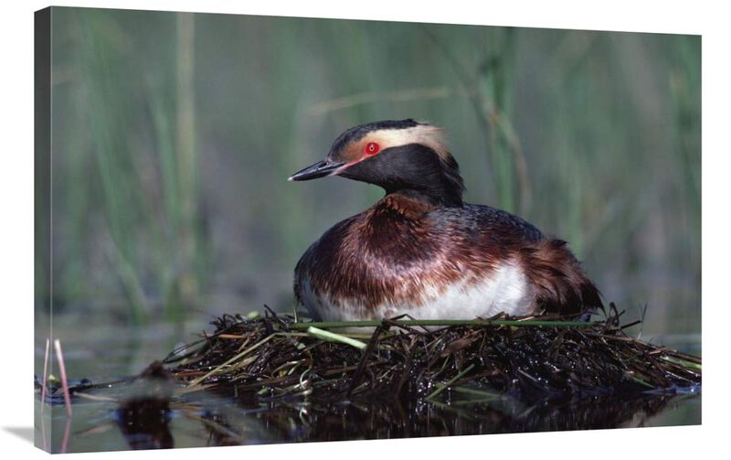 Horned Grebe parent incubating eggs on floating nest, North America-Canvas Art-36x24