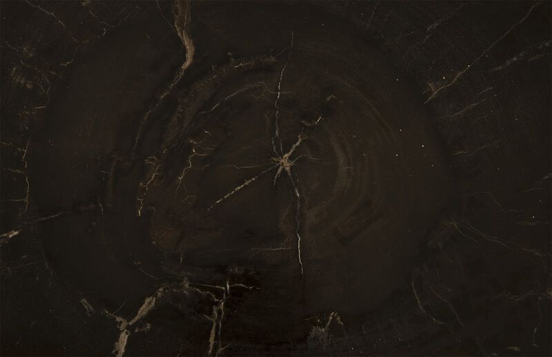Petrified Wood Coffee Table