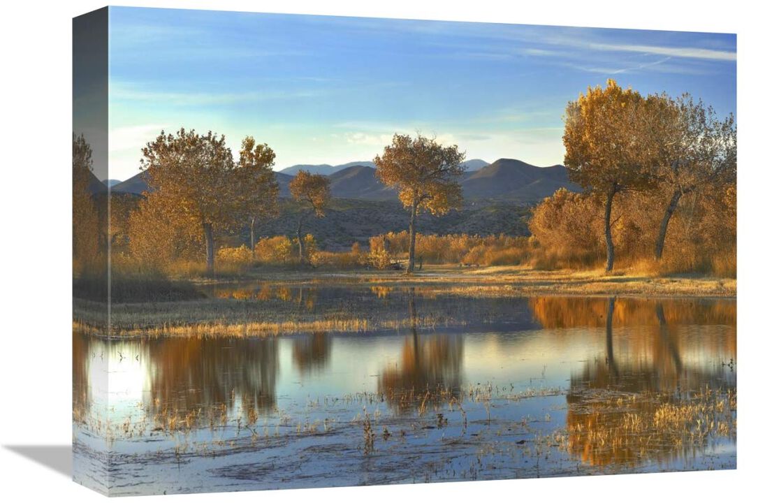 Cottonwood trees and Willows, fall foliage, Bosque del Apache National Wildlife Refuge, New Mexico-Canvas Art-16x12