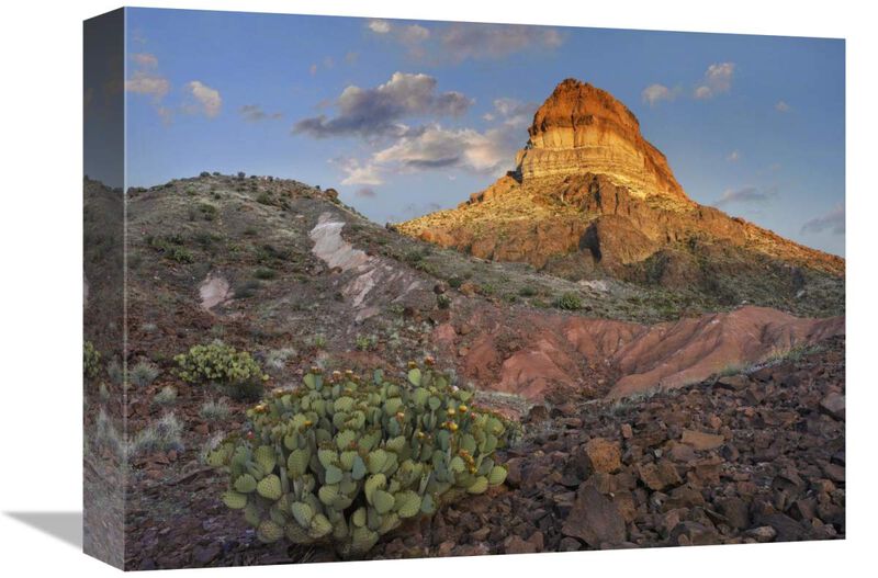 Prickly Pear Cactus at Cerro Castellan, Chihuahuan Desert, Big Bend National Park, Chihuahuan Desert, Texas-Canvas Art-16x12