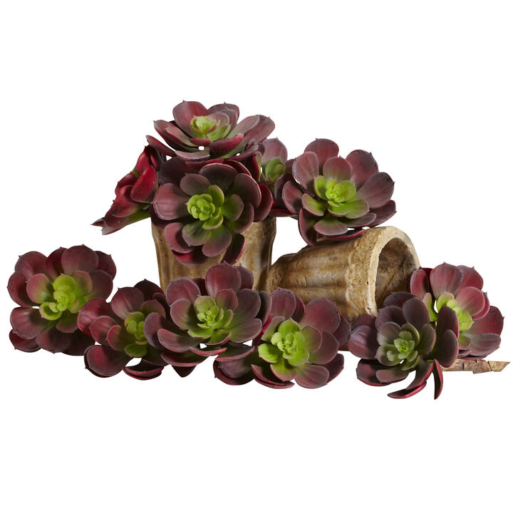 Hivvago 5" Echeveria Succulent Plant (Set of 12)