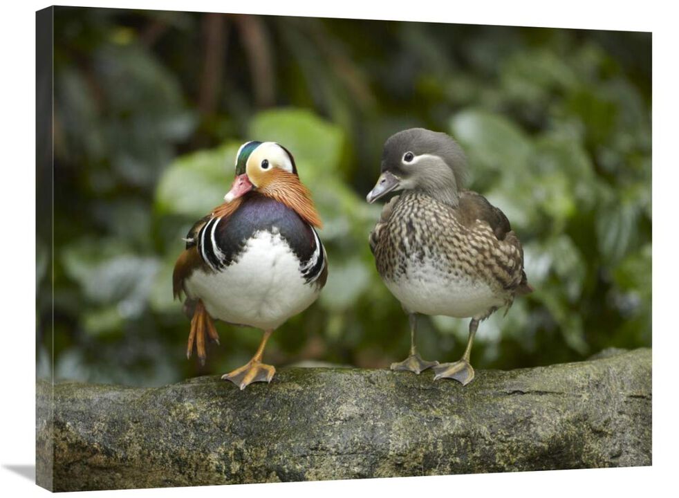 Mandarin Duck male and female, Jurong Bird Park, Singapore-Canvas Art-32x24