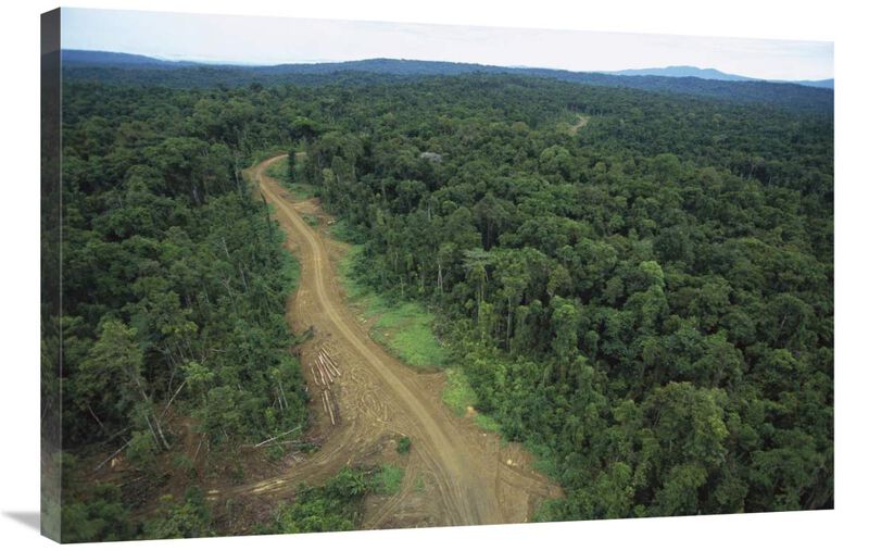 Logging road in lowland tropical rainforest, Kikori Basin, Papua New Guinea-Canvas Art-36x24