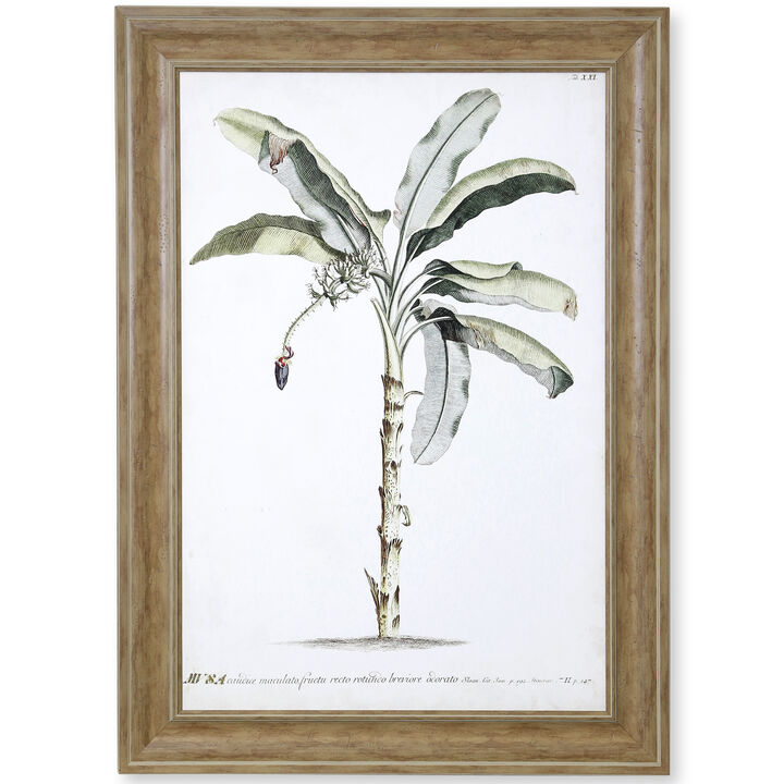 Banana Palm II Framed Print