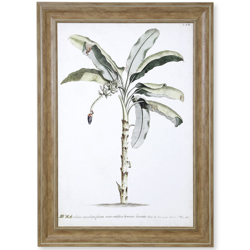 Banana Palm II Framed Print
