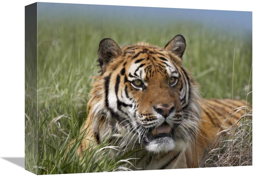 Siberian Tiger portrait, endangered, native to Siberia-Canvas Art-16x12