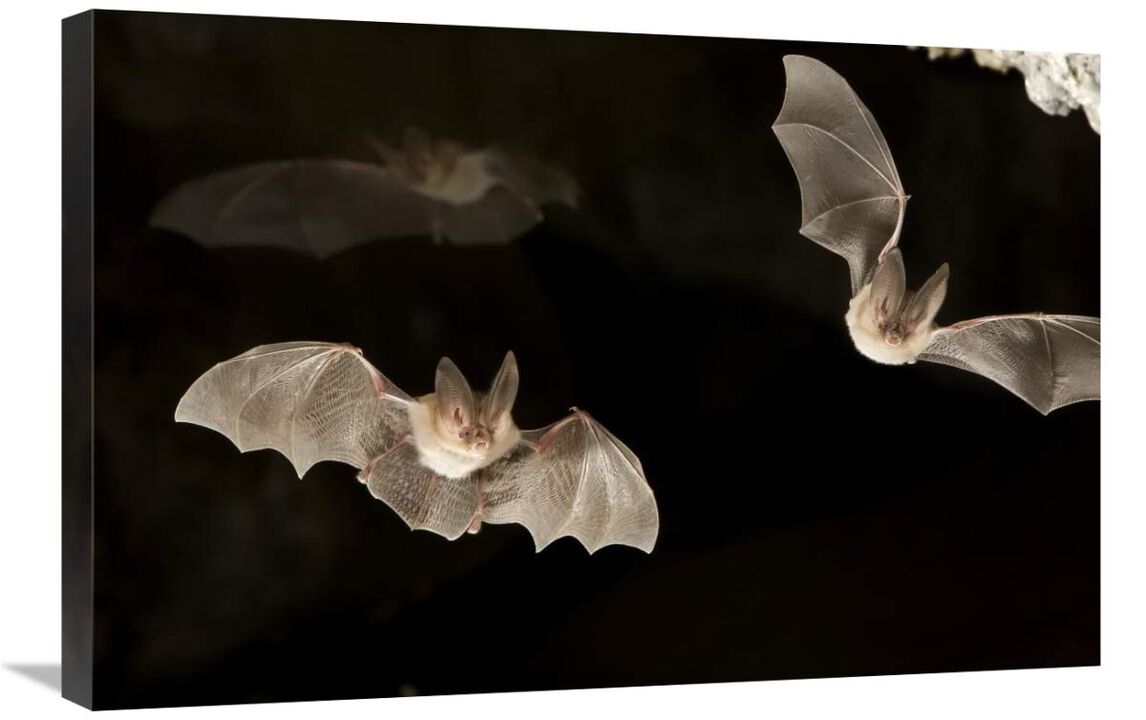 Townsends Big-eared Bats, Derrick Cave Complex, central Oregon-Canvas Art-30x20