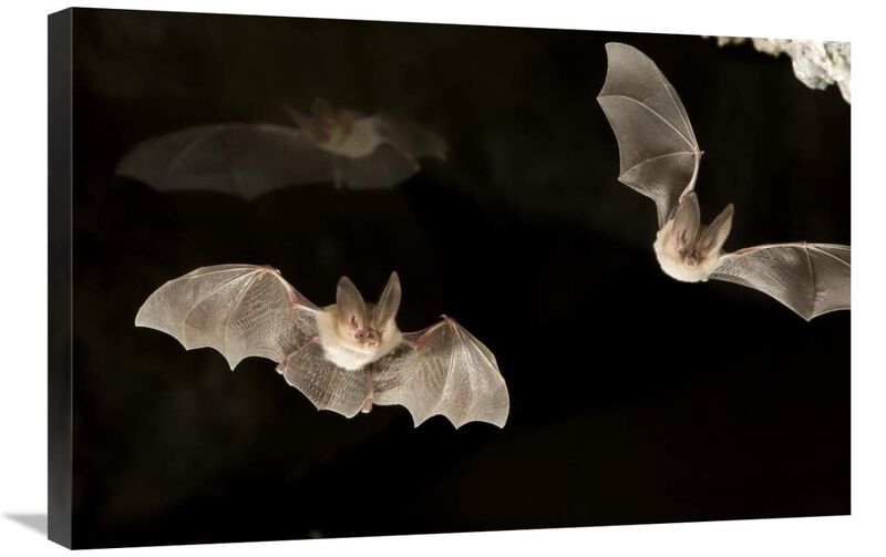 Townsends Big-eared Bats, Derrick Cave Complex, central Oregon-Canvas Art-30x20