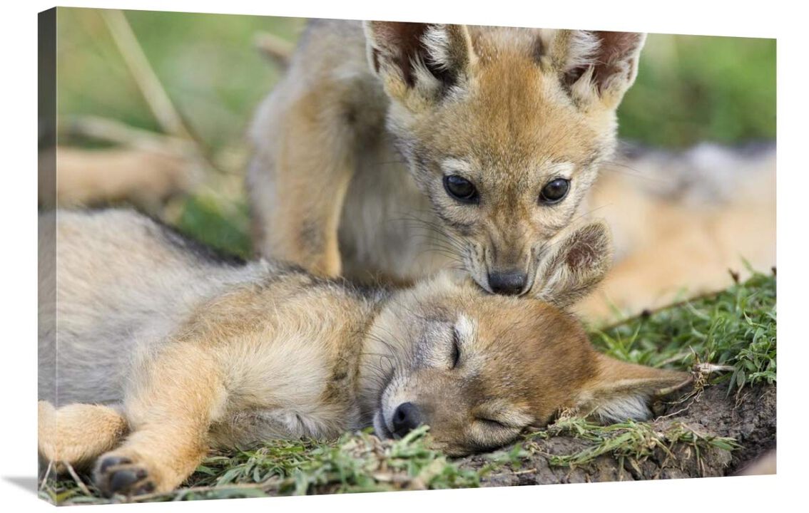 Black-backed Jackal pups, six weeks old, playing, Masai Mara, Kenya-Canvas Art-36x24