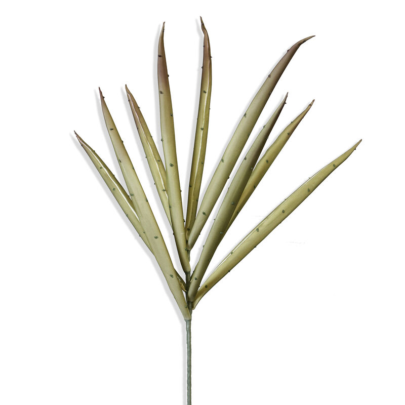 Yucca Stem
