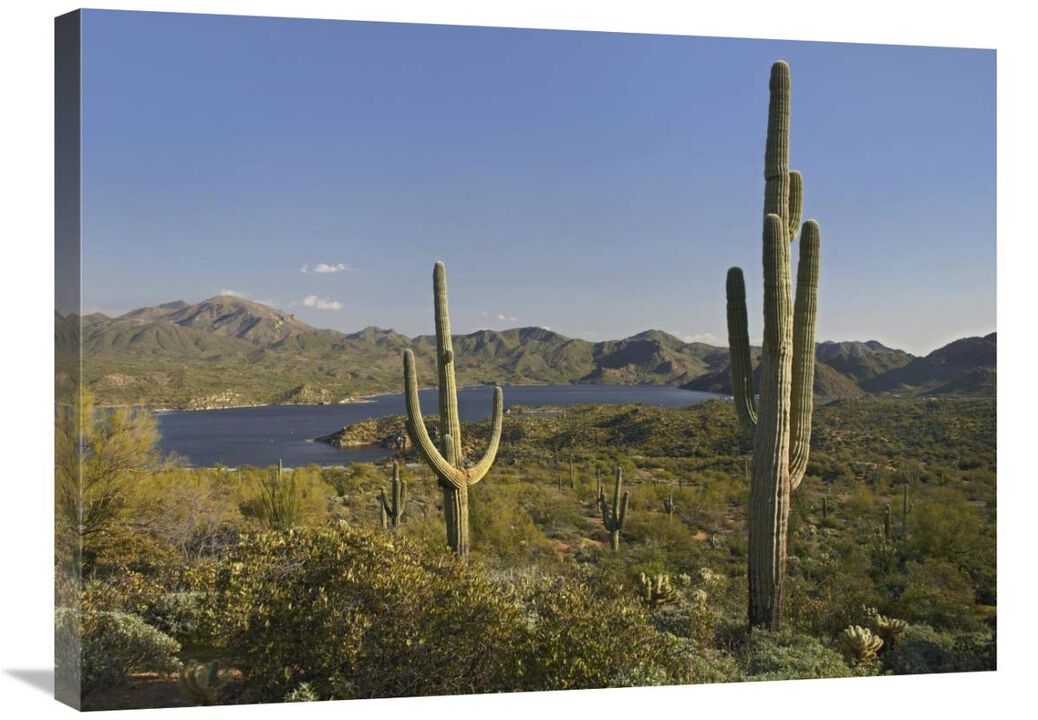 Saguaro cactus at Bartlett Lake, Arizona-Canvas Art-32x24