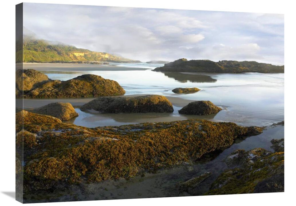 Seaweed covered rocks exposed at low tide, Neptune Beach, Oregon-Canvas Art-32x24