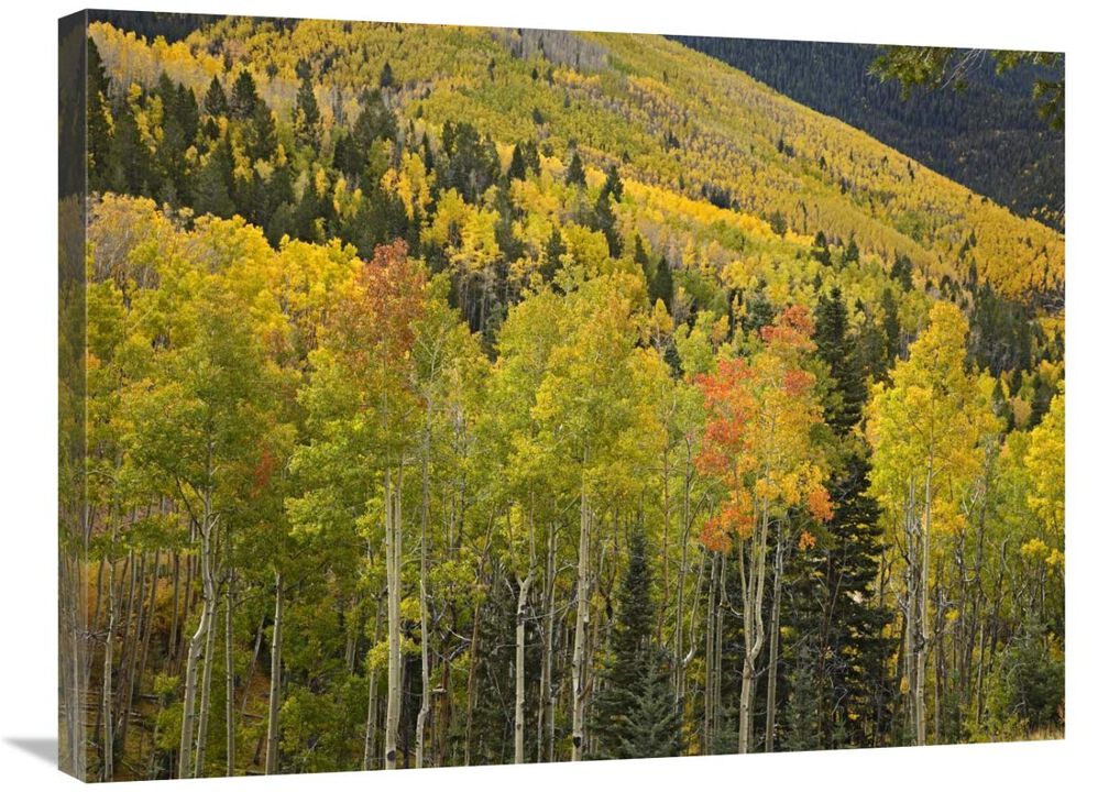 Aspen trees in autumn, Santa Fe National Forest near Santa Fe, New Mexico-Canvas Art-32x24