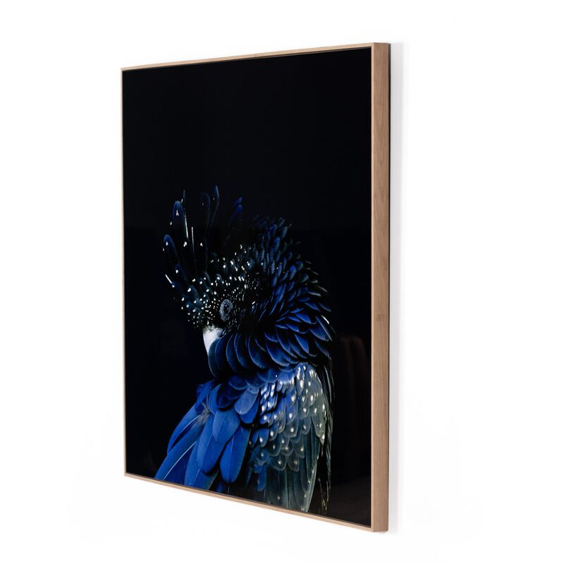 Red Tailed Black Cockatoo