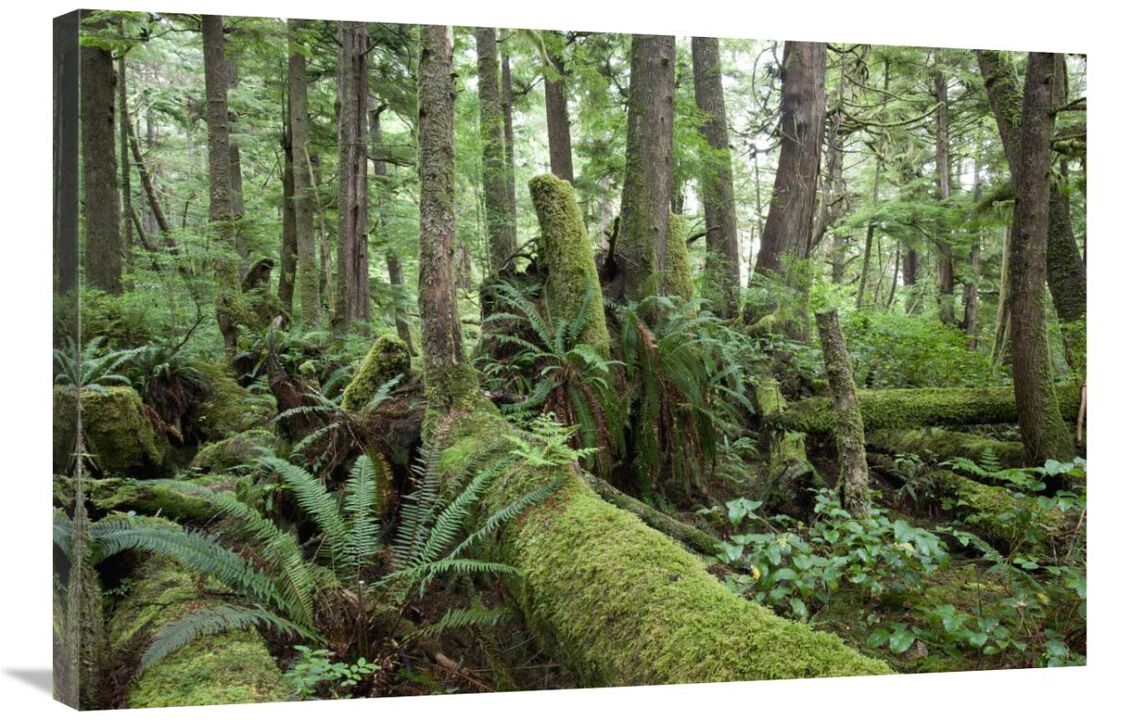 Interior of old-growth temperate rainforest, Vancouver Island, Cape Scott Provincial Park, Canada-Canvas Art-36x24