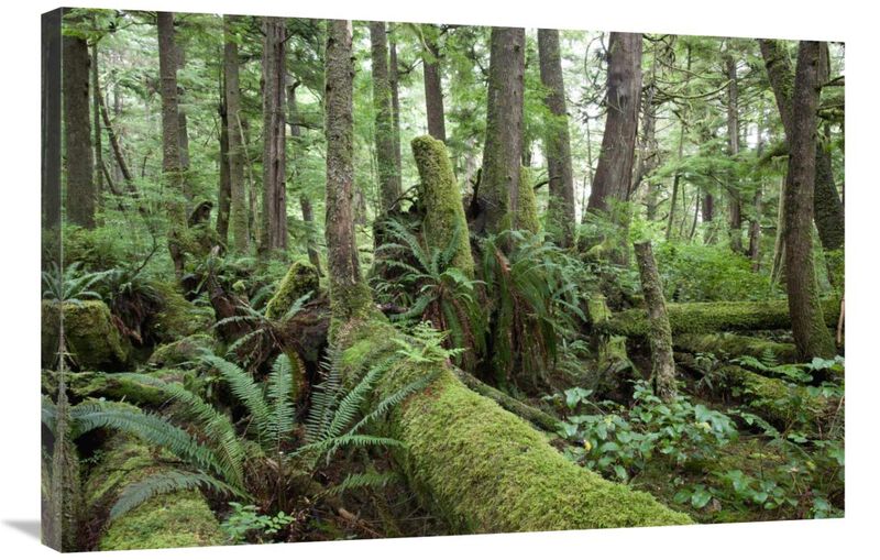 Interior of old-growth temperate rainforest, Vancouver Island, Cape Scott Provincial Park, Canada-Canvas Art-36x24