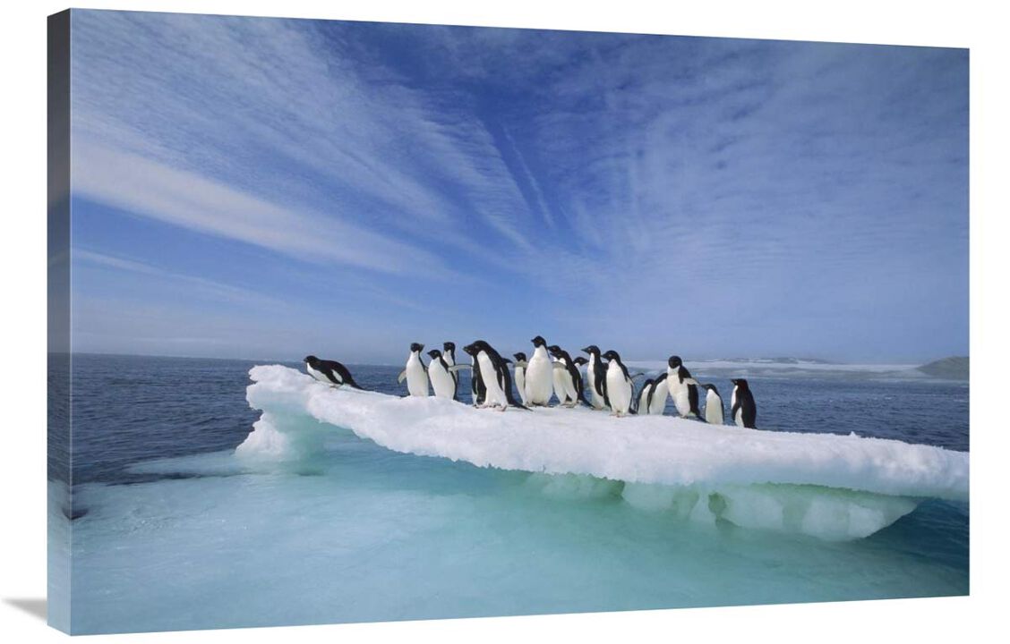 Adelie Penguin group crowding on melting summer ice floe, Possession Island, Ross Sea, Antarctica-Canvas Art-36x24