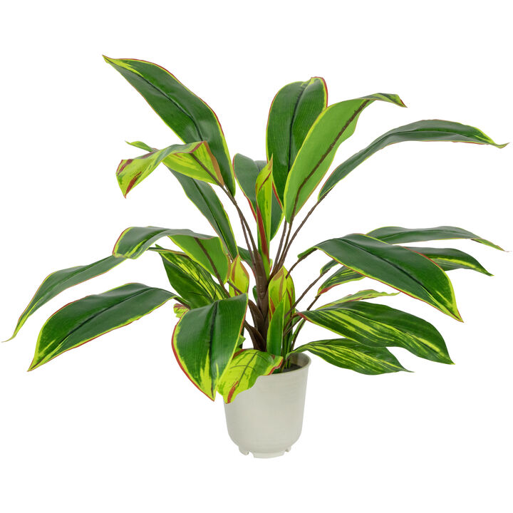 25" Artificial Dracaena Plant in a Off White Pot
