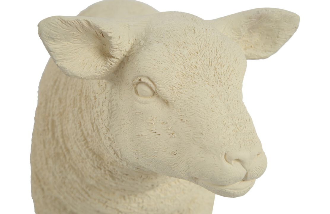 Texelaar Sheep