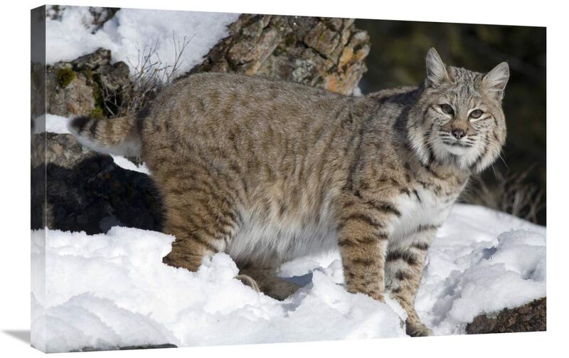 Bobcat in the snow, Kalispell, Montana-Canvas Art-30x20