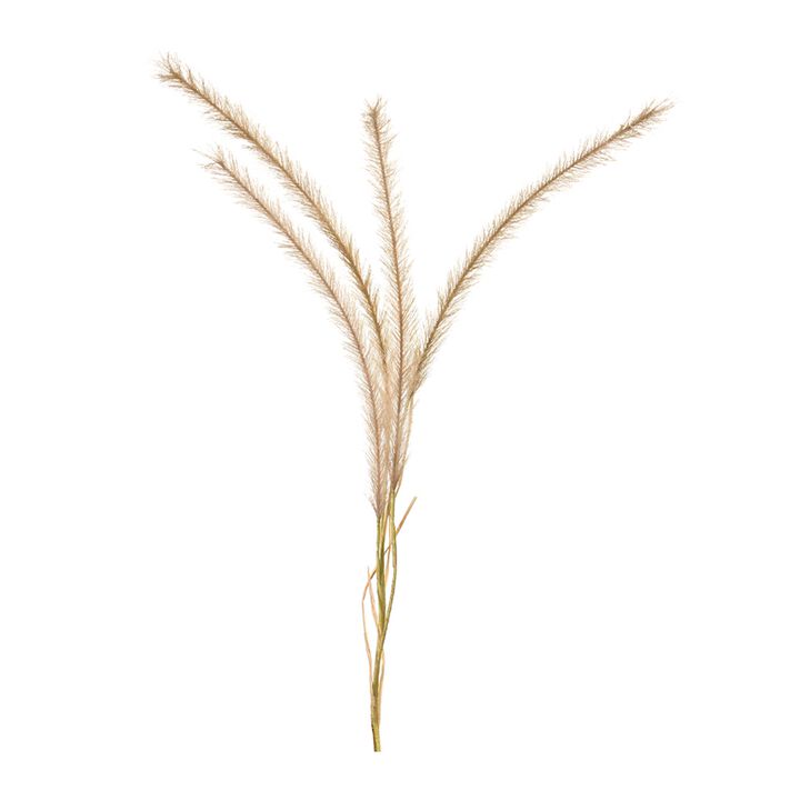 Fox Tail Stem for Stylish Home Décor and Floral Arrangements (Set of 6)