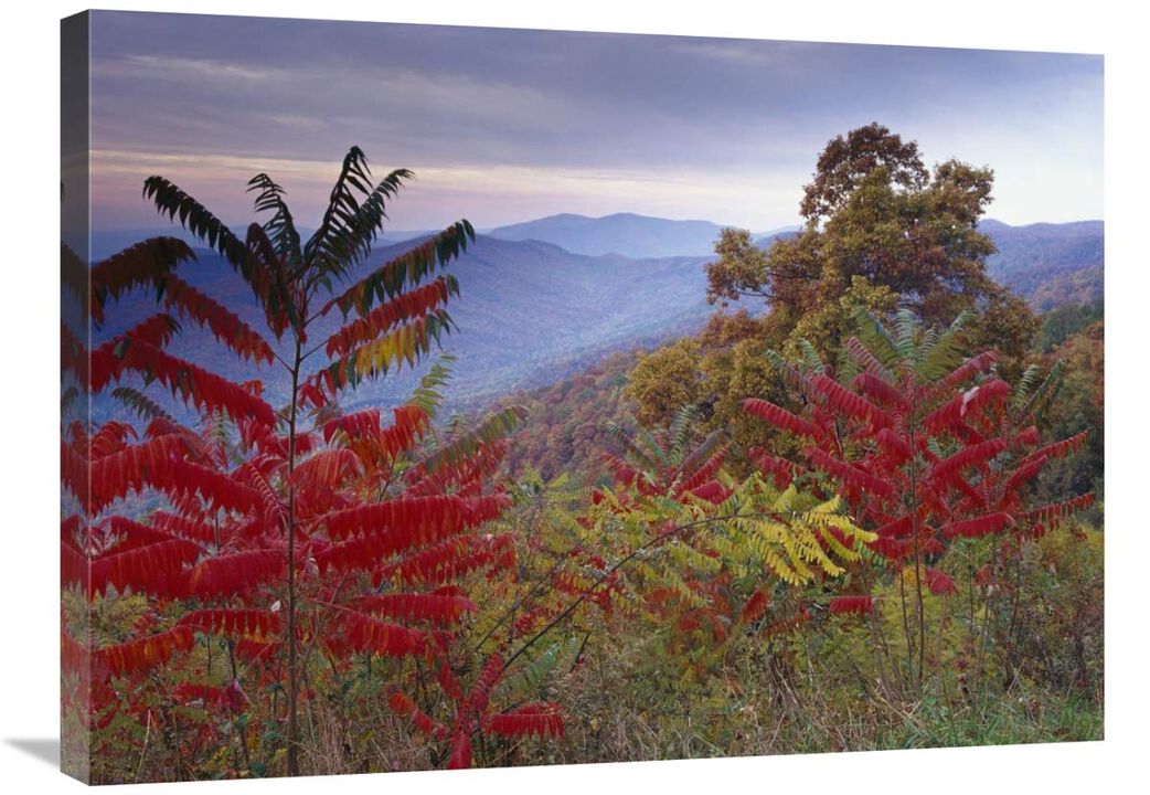 Staghorn Sumac in autumn, Blue Ridge Mountain Range, Virginia-Canvas Art-32x24