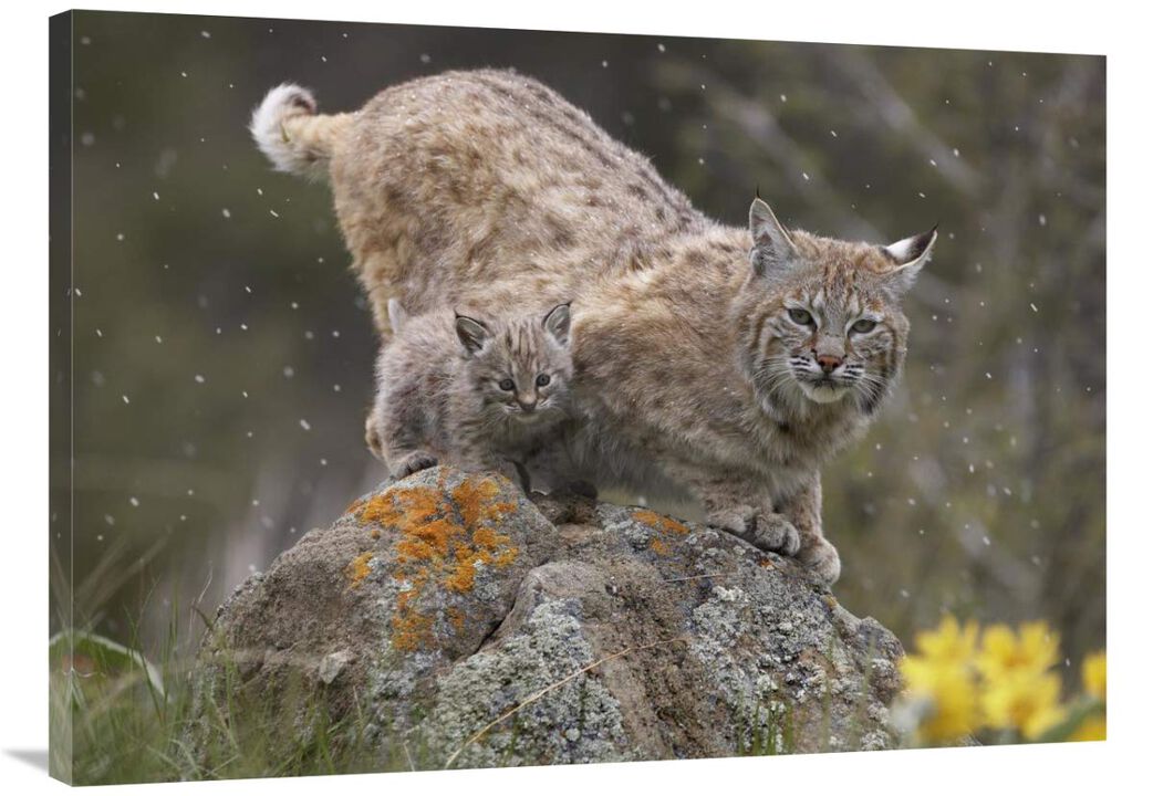 Bobcat mother and kitten in snowfall, North America-Canvas Art-40x30