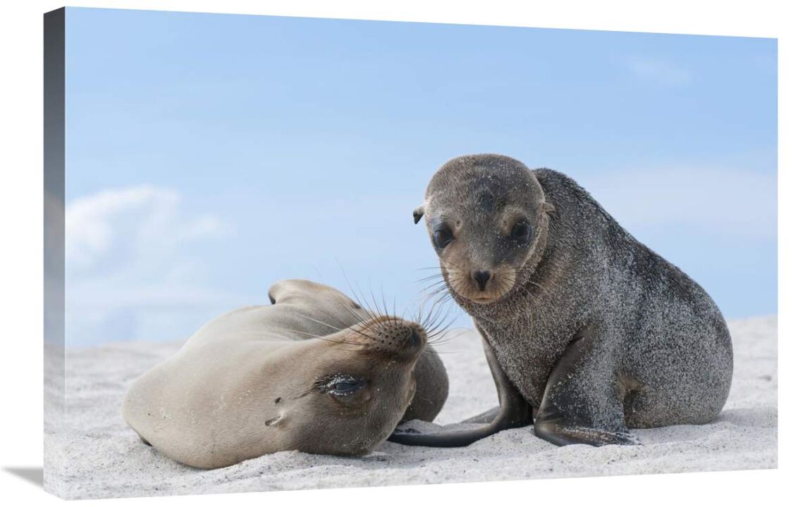 Galapagos Sea Lion female and pup, Galapagos Islands, Ecuador-Canvas Art-30x20
