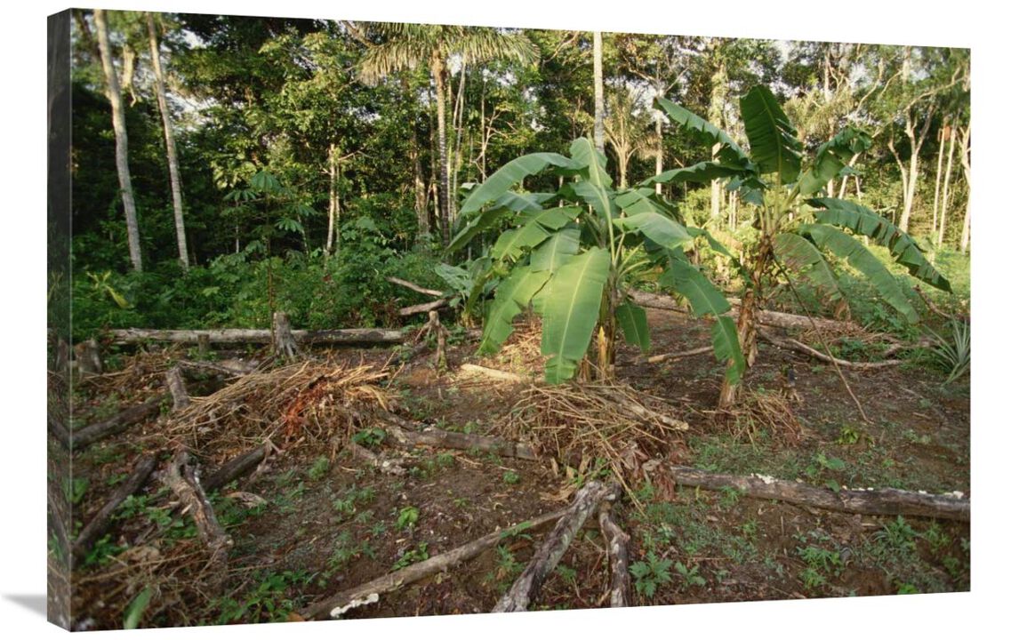 Rainforest slash and burn destruction, south Amazon Basin, Brazil-Canvas Art-36x24