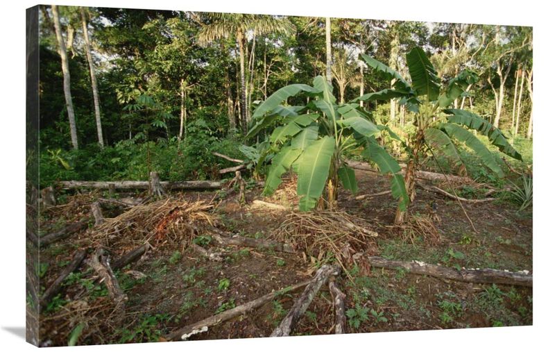 Rainforest slash and burn destruction, south Amazon Basin, Brazil-Canvas Art-36x24