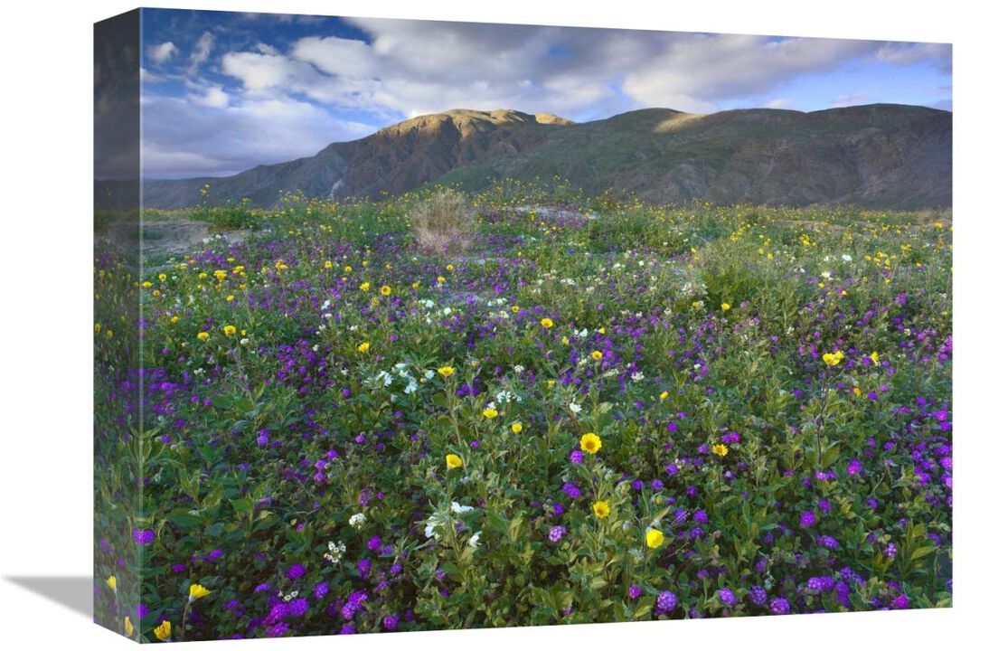 Wildflowers carpeting the ground beneath Coyote Peak, Anza-Borrego Desert, California-Canvas Art-16x12