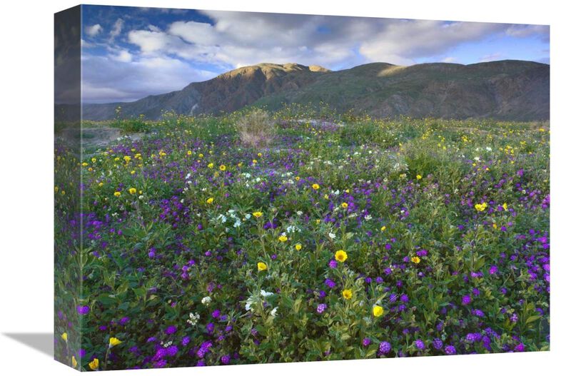 Wildflowers carpeting the ground beneath Coyote Peak, Anza-Borrego Desert, California-Canvas Art-16x12