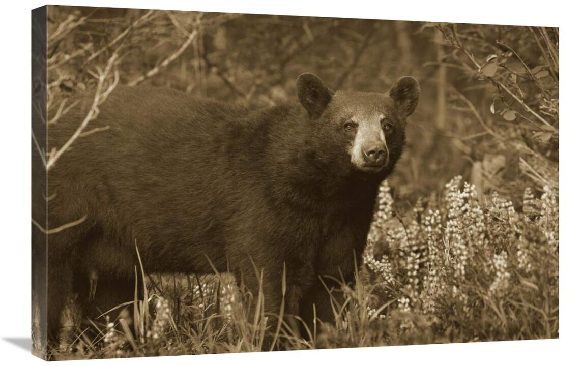 Black Bear portrait, North America-Canvas Art-30x20