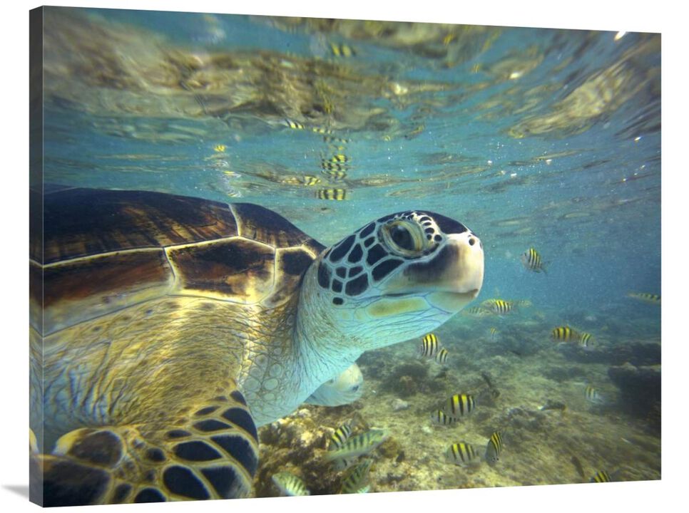 Green Sea Turtle, Balicasag Island, Philippines-Canvas Art-40x30