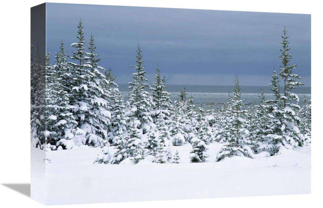 Spruce trees in snow, boreal forest, Hudson Bay, Canada-Canvas Art-16x12