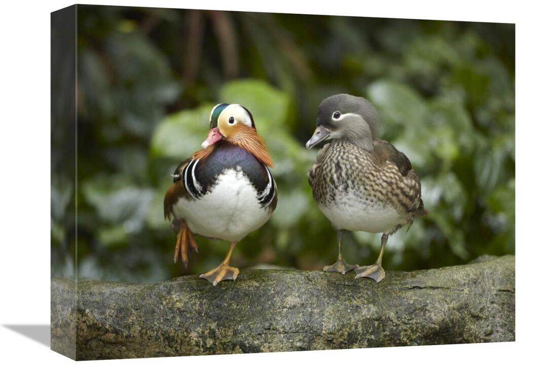 Mandarin Duck male and female, Jurong Bird Park, Singapore-Canvas Art-16x12