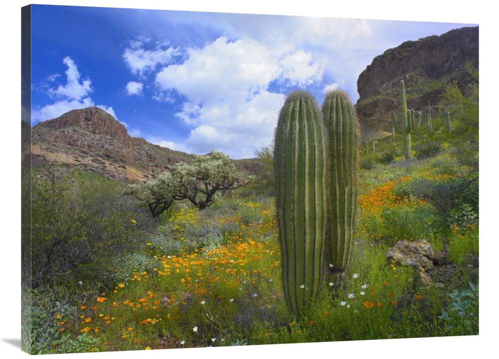 Saguaro amid flowering Lupine, Organ Pipe Cactus National Monument, Arizona-Canvas Art-40x30