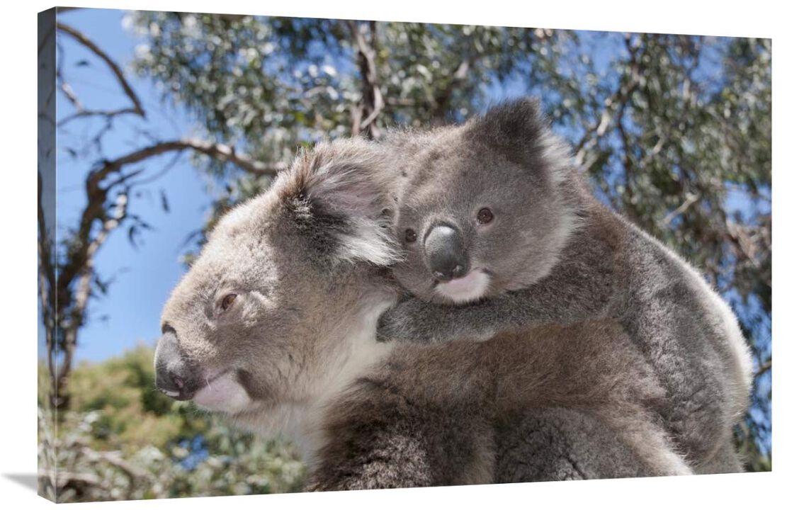 Koala mother carrying young in Gum Tree forest, Victoria, Australia-Canvas Art-36x24
