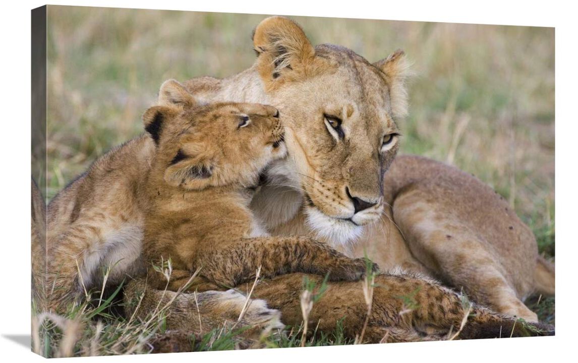 African Lion mother and young cubs, Masai Mara National Reserve, Kenya-Canvas Art-30x20