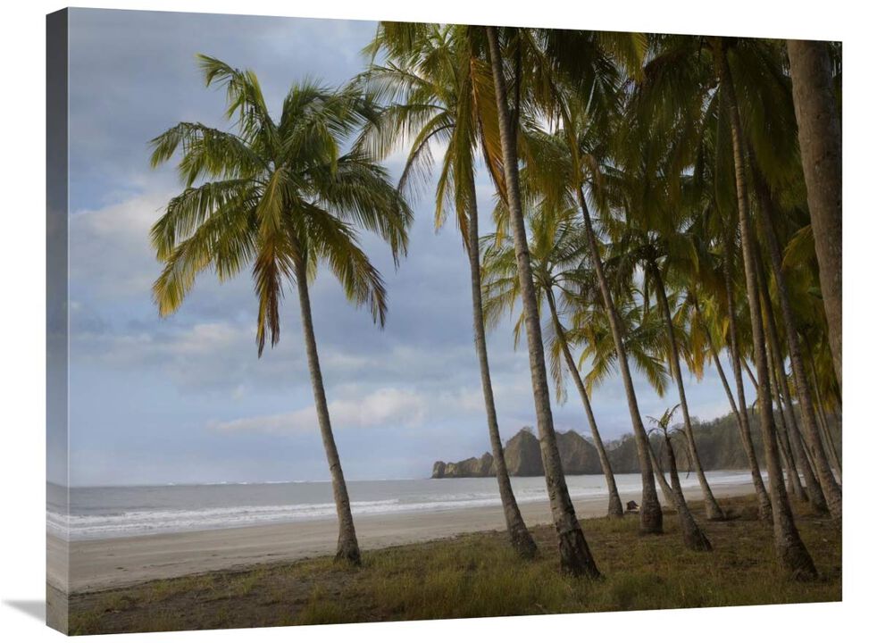 Palm trees line Carillo Beach, Costa Rica-Canvas Art-32x24