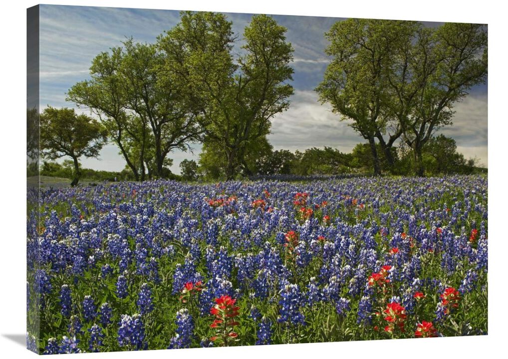 Sand Bluebonnets and Indian Paintbrush in bloom, Hill Country, Texas-Canvas Art-32x24