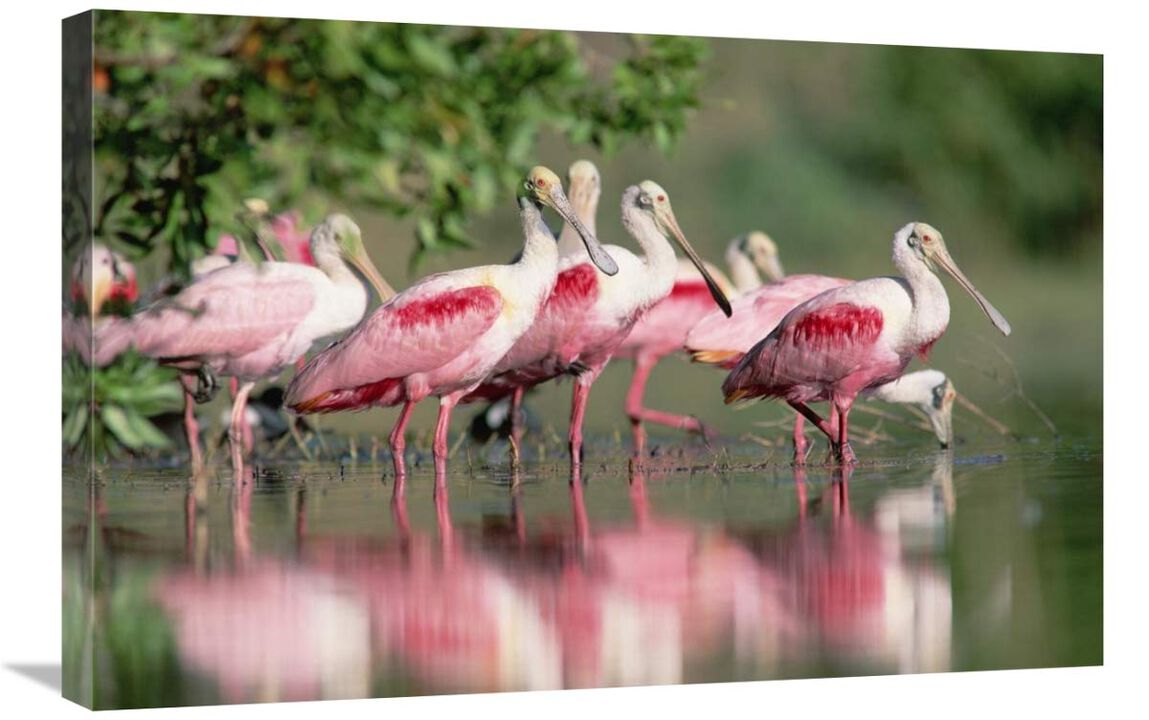 Roseate Spoonbill flock wading in pond, Texas coast near Galveston-Canvas Art-30x20