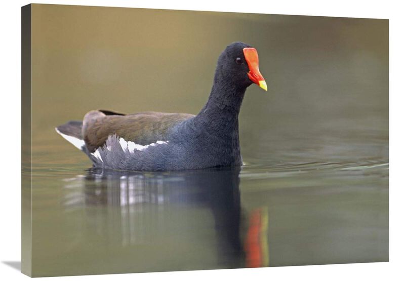 Common Moorhen swimming, North America-Canvas Art-32x24