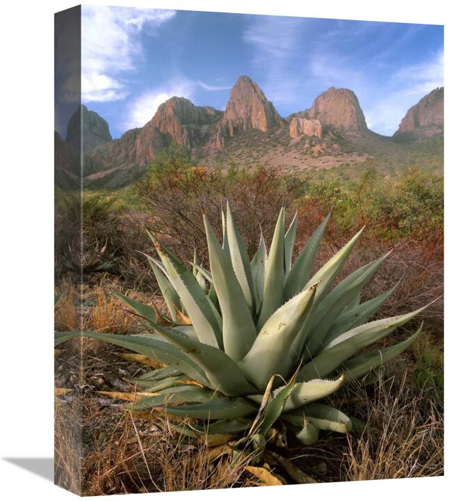 Chisos Agave and the Chisos Mountains, Big Bend National Park, Texas-Canvas Art-12x16