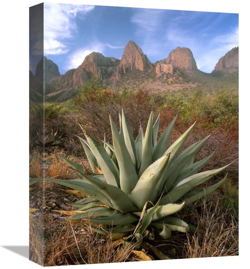 Chisos Agave and the Chisos Mountains, Big Bend National Park, Texas-Canvas Art-12x16