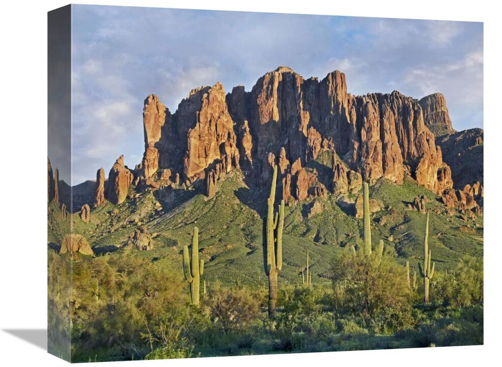 Saguaro cacti and Superstition Mountains, Lost Dutchman State Park, Arizona-Canvas Art-16x13.28