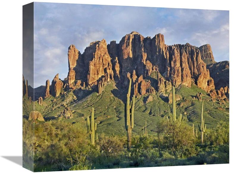 Saguaro cacti and Superstition Mountains, Lost Dutchman State Park, Arizona-Canvas Art-16x13.28