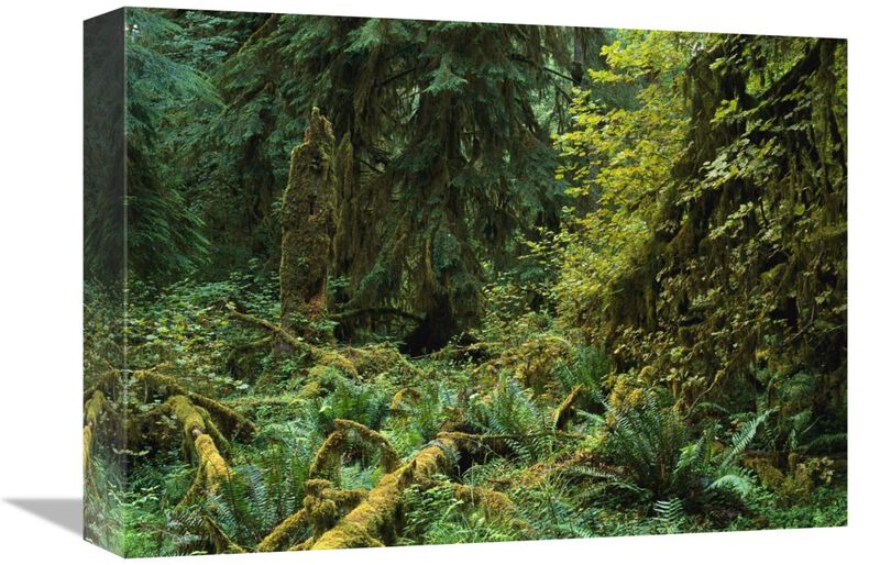 Lush vegetation in the Hoh Rain Forest, Olympic National Park, Washington-Canvas Art-16x12